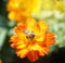 Close up top view bee pollinates atÂ .orange Cosmos sulphureus flower in garden with blurry background